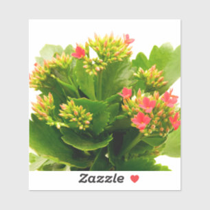 Kalanchoe blossfeldiana sticker
