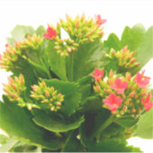 Kalanchoe blossfeldiana sticker (Voorkant)