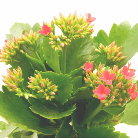 Kalanchoe blossfeldiana sticker (Voorkant)