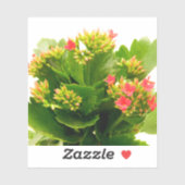 Kalanchoe blossfeldiana sticker (Vel)