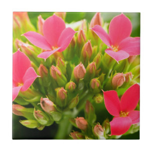 Kalanchoe blossfeldiana tegeltje