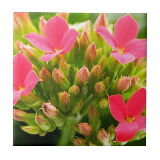 Kalanchoe blossfeldiana tegeltje (Voorkant)