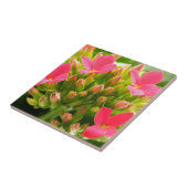 Kalanchoe blossfeldiana tegeltje (Zijkant)