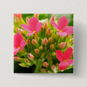 Kalanchoe blossfeldiana vierkante button 5,1 cm (Voorkant)