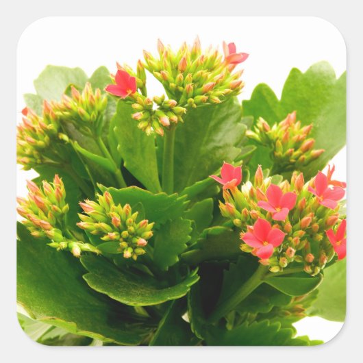 Kalanchoe blossfeldiana vierkante sticker (Voorkant)