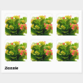 Kalanchoe blossfeldiana vierkante sticker (Vel)