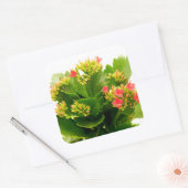 Kalanchoe blossfeldiana vierkante sticker (Envelop)