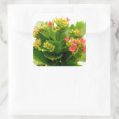 Kalanchoe blossfeldiana vierkante sticker (Tas)
