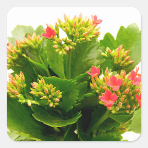 Kalanchoe blossfeldiana vierkante sticker
