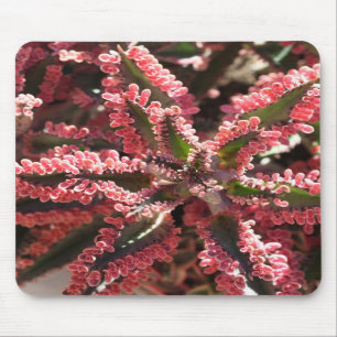 Kalanchoe "Butterfly Wings" mousepad Muismat