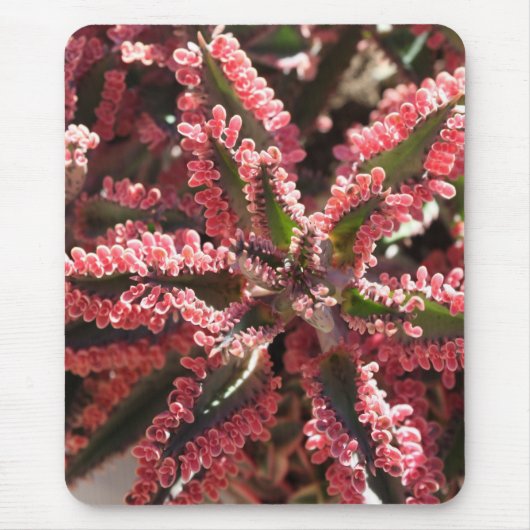 Kalanchoe "Butterfly Wings" mousepad Muismat (Voorkant)