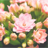 Kalanchoe calandiva sticker (Voorkant)