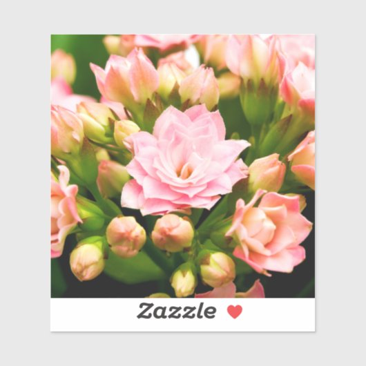 Kalanchoe calandiva sticker (Vel)