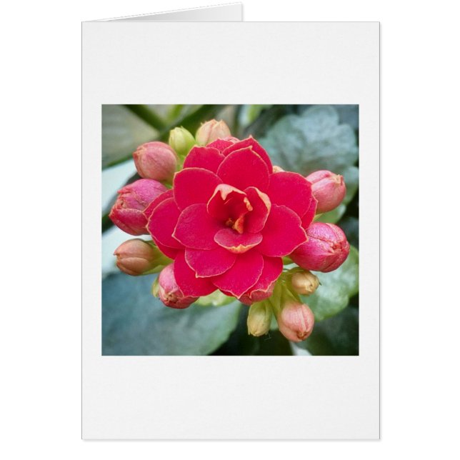 Kalanchoe Flower (Voorkant)
