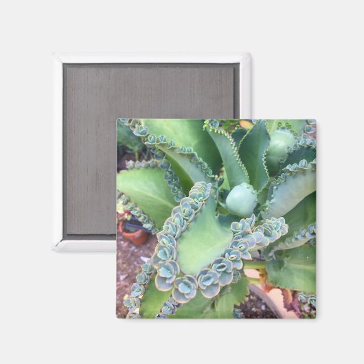 Kalanchoe Magnet (Voorkant / Achterkant)