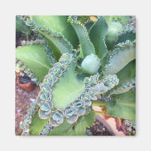 Kalanchoe Magnet (Voorkant)