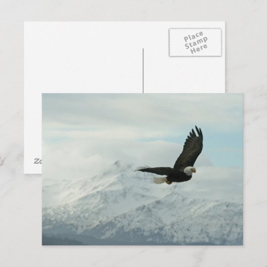 Kale adelaar & bergen briefkaart (Voorkant / Achterkant)