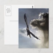 Kale adelaar Briefkaarten (Voorkant / Achterkant)