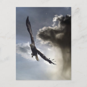 Kale adelaar Briefkaarten