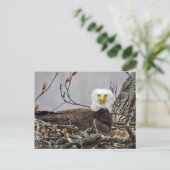 Kale adelaar die een ei incubeert briefkaart (Staand voorkant)