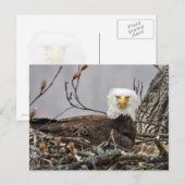 Kale adelaar die een ei incubeert briefkaart (Voorkant / Achterkant)