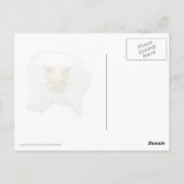 Kale adelaar die een ei incubeert briefkaart (Achterkant)