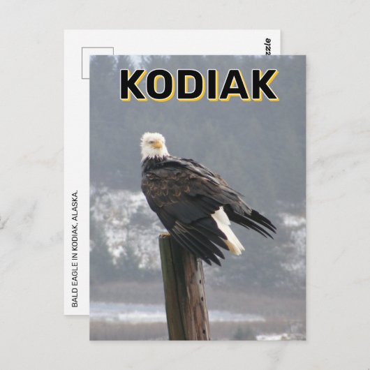 Kale adelaar in Kodiak, Alaska Briefkaart (Voorkant / Achterkant)