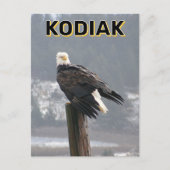 Kale adelaar in Kodiak, Alaska Briefkaart (Voorkant)