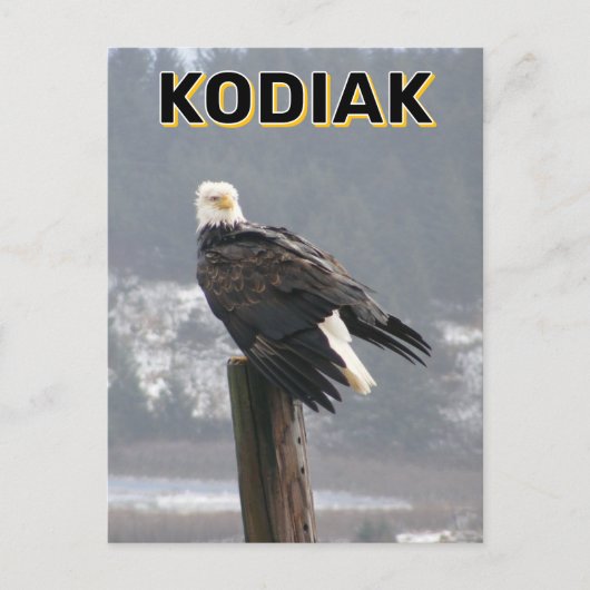 Kale adelaar in Kodiak, Alaska Briefkaart (Voorkant)