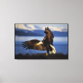 Kale adelaar landing verpakt canvas afdruk (Voorkant)