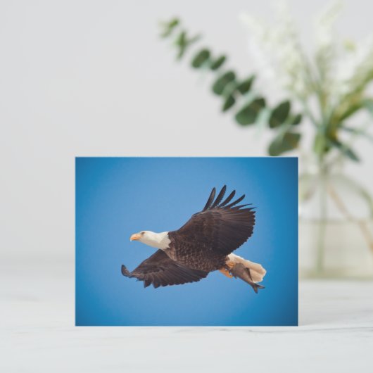 Kale adelaar met vis briefkaart (Staand voorkant)