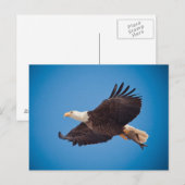 Kale adelaar met vis briefkaart (Voorkant / Achterkant)