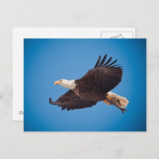 Kale adelaar met vis briefkaart (Voorkant / Achterkant)