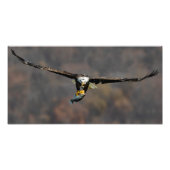 Kale adelaar met vis foto afdruk (Voorkant)