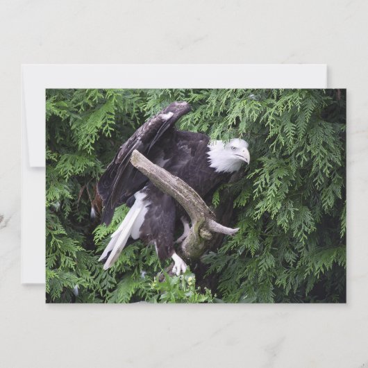 Kale adelaar omringd door groen - plat Wenskaart Kaart (Voorkant)