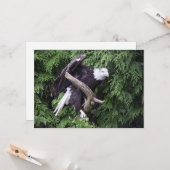 Kale adelaar omringd door groen - plat Wenskaart Kaart (Voorkant / Achterkant in situ)