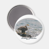 Kale adelaar op het strand magneet (Voorkant / Achterkant)