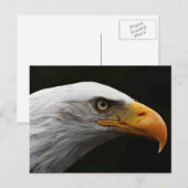 Kale adelaar pccna briefkaart (Voorkant / Achterkant)