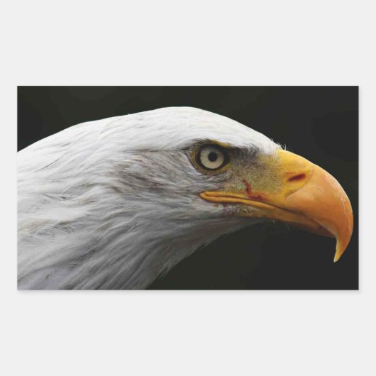 Kale adelaar stcna rechthoekige sticker (Voorkant)
