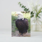 kale arend4x6 briefkaart (Staand voorkant)
