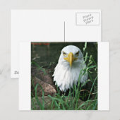 kale arend briefkaart (Voorkant / Achterkant)