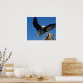 kale arend, Haliaeetus leuccocephalus, aanlanding Poster (Keuken)