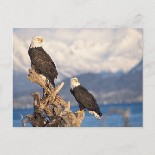 kale arend, Haliaeetus leuccocephalus, paar Briefkaart (Voorkant)