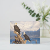 kale arend, Haliaeetus leuccocephalus, paar Briefkaart (Staand voorkant)
