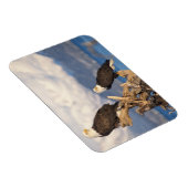 kale arend, Haliaeetus leuccocephalus, paar Magneet (Rechterzijde)