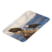 kale arend, Haliaeetus leuccocephalus, paar Magneet (Linkerzijde)