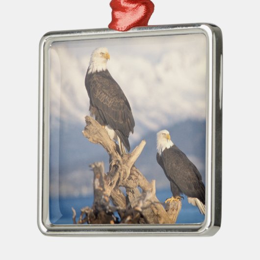 kale arend, Haliaeetus leuccocephalus, paar Metalen Ornament (Links)