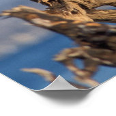 kale arend, Haliaeetus leuccocephalus, paar Poster (Hoek)