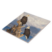 kale arend, Haliaeetus leuccocephalus, paar Tegeltje (Zijkant)