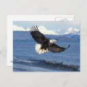 kale arend, Haliaeetus leuccocephalus, tijdens de  Briefkaart (Voorkant / Achterkant)